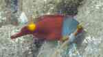 Sparisoma cretense im Aquarium halten (Einrichtungsbeispiele für Europäischer Papageifisch)