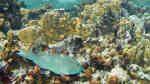 Sparisoma rubripinne im Aquarium halten (Einrichtungsbeispiele für Gelbschwanz-Papageifisch)