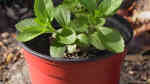 Stevia rebaudiana am Gartenteich (Einrichtungsbeispiele mit Süßkraut)
