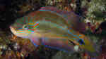 Symphodus ocellatus im Aquarium halten (Einrichtungsbeispiele für Augenfleck-Lippfisch)