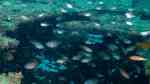 Taeniamia macroptera im Aquarium halten (Einrichtungsbeispiele für Dunkelschwänziger-Kardinalbarsch)