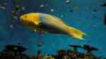 Thalassoma lutescens im Aquarium halten (Einrichtungsbeispiele für Gelb-Brauner Lippfisch)
