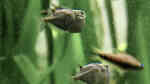 Thoracocharax stellatus im Aquarium halten (Einrichtungsbeispiele für Diskusbeilbauchfisch)