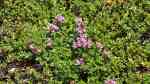 Thymus praecox am Gartenteich (Einrichtungsbeispiele mit Frühblühender Thymian)