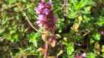 Thymus pulegioides am Gartenteich (Einrichtungsbeispiele mit Feldthymian)