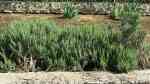 Thymus vulgaris am Gartenteich (Einrichtungsbeispiele mit Echter Thymian)
