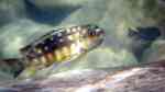 Tropheops gracilior im Aquarium halten (Einrichtungsbeispiele für Tropheops gracilior)