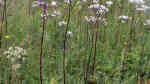 Valeriana officinalis am Gartenteich (Einrichtungsbeispiele mit Echter Baldrian)