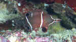Wetmorella albofasciata im Aquarium halten (Einrichtungsbeispiele für Zwerg-Höhlenlippfisch)
