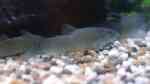 Yasuhikotakia lecontei im Aquarium halten (Einrichtungsbeispiele für Rotflossenschmerle)