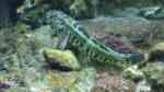 Zosterisessor ophiocephalus im Aquarium halten (Einrichtungsbeispiele für Schlangenkopfgrundel)
