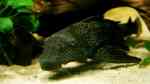 Pterygoplichthys pardalis im Aquarium halten (Einrichtungsbeispiele für Leopard-Segelschilderwelse)