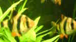 Aquarien mit Sumatrabarben (Puntigrus tetrazona)