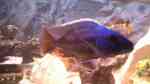 Einrichtungsbeispiele für die Haltung von Nimbochromis fuscotaeniatus im Aquarium