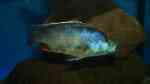 Einrichtungsbeispiele für die Haltung von Nimbochromis livingstonii (Schläfer) im Aquarium