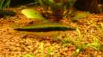 Aquarien mit Crossocheilus siamensis (Siamesischer Rüsselbarben)