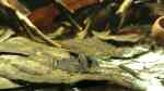 Aquarien mit Corydoras leucomelas (Schwarzflossen Panzerwels)