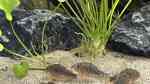 Corydoras gossei im Aquarium halten (Einrichtungsbeispiele mit C. gossei)