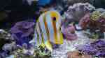 Aquarien mit Chelmon rostratus (Orangebinden-Pinzettfisch)