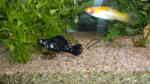Black Mollys im Aquarium halten (Einrichtungsbeispiele für Poecilia sphenops)
