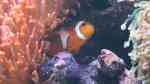 Aquarien mit Amphiprion ocellaris (Falscher Clownfisch)