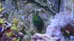 Echinoidea-Arten im Aquarium halten (Einrichtungsbeispiele mit Seeigeln)