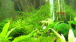 Caridina gracilirostris im Aquarium halten (Einrichtungsbeispiele für Rote Nashorngarnele)