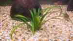 Aquarien mit Helanthium tenellum (Grasartige Zwergschwertpflanze)