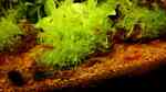 Aquarien mit Utricularia graminifolia (Grasblättriger Wasserschlauch)