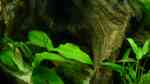Echinodorus horizontalis im Aquarium pflegen (Einrichtungsbeispiele für Horizontale Schwertpflanze)