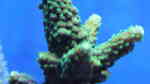 Acropora natalensis im Aquarium halten (Einrichtungsbeispiele für Kleinpolypige Steinkoralle)