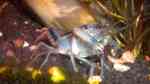 Procambarus dupratzi im Aquarium halten (Einrichtungsbeispiele für Procambarus dupratzi)