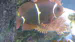 Aquarien mit Premnas biaculeatus (Samtanemonenfisch)