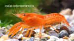 Aquarien mit Cambarellus patzcuarensis, CPO (Einrichtungsbeispiele für Orange Zwergkrebse)