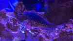 Macropharyngodon meleagris im Aquarium halten (Einrichtungsbeispiele für Leoparden-Junker)