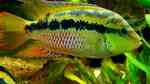 Aquarien mit Trichromis salvini (Salvins Buntbarsch)