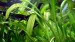 Aquarien mit Helanthium tenellum (Grasartige Zwergschwertpflanze)