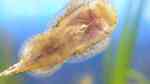 Gastromyzon Arten im Aquarium halten (Einrichtungsbeispiele für Flossensauger)