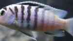 Einrichtungsbeispiele für Labidochromis chisumulae