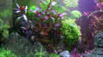 Aquarien mit Ludwigia glandulosa (Rote Stern-Ludwigie)