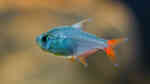 Einrichtungsbeispiele für die Haltung von Hyphessobrycon columbianus (Rot-Blauer Kolumbianer) im Aquarium