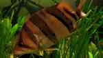 Aquarien mit Datnioides pulcher (Siamesischer Tigerbarsch)