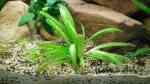 Aquarien mit Echinodorus angustifolius (Schmalblättrige Schwertpflanze)