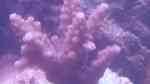 Aquarien mit Steinkorallen der Gattung Acropora
