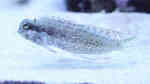 Aquarien mit Salarias fasciatus (Juwelen-Felshüpfer)