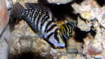 Julidochromis marksmithi im Aquarium halten (Einrichtungsbeispiele für Julidochromis marksmithi)