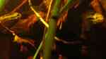 Aquarien mit Laetacara curviceps (Tüpfelbuntbarsch)