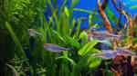 Aquarien mit Boehlkea fredcochui (Blauer Perusalmler)