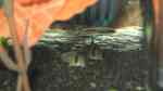 Aquarien mit Corydoras melini (Kopfbinden-Panzerwels)