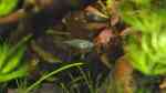 Trichopsis vittata im Aquarium halten (Einrichtungsbeispiele für Knurrender Gurami)